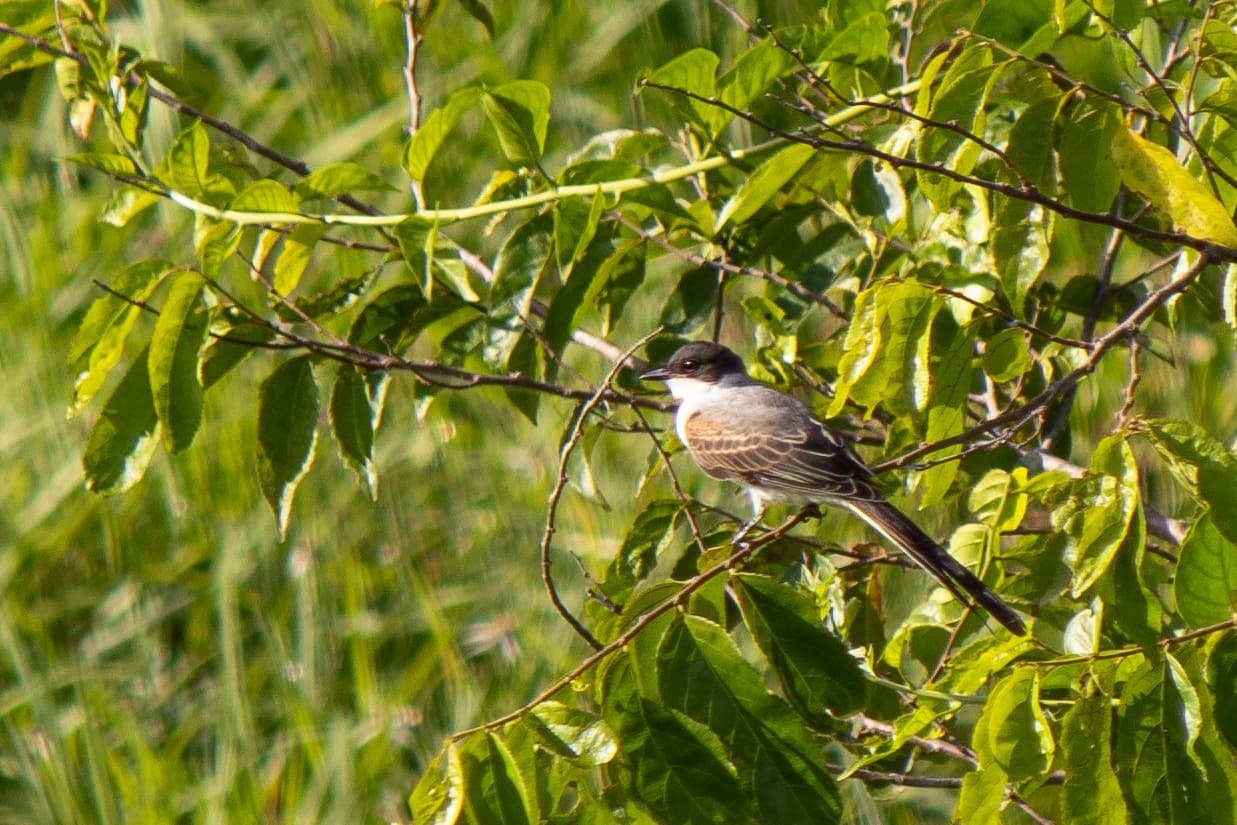 Long-tailed Tyrant