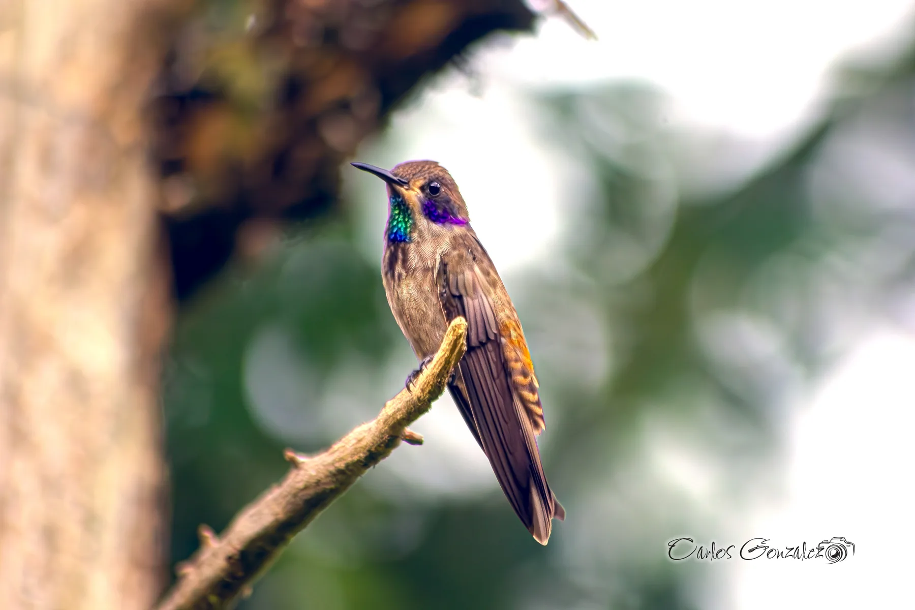 Hummingbird — Rainbow Birding Colombia
