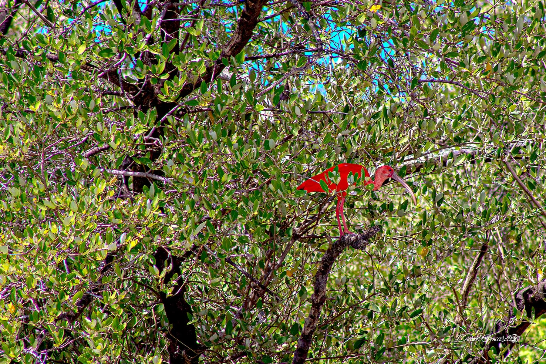 Caribbean representative bird
