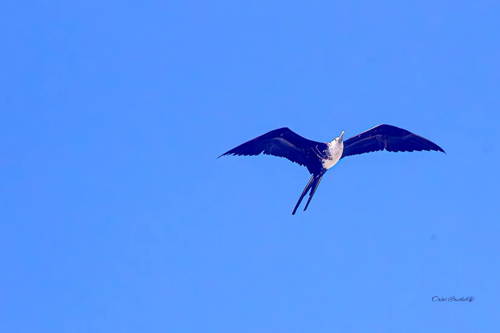 Magnificent Frigatebird