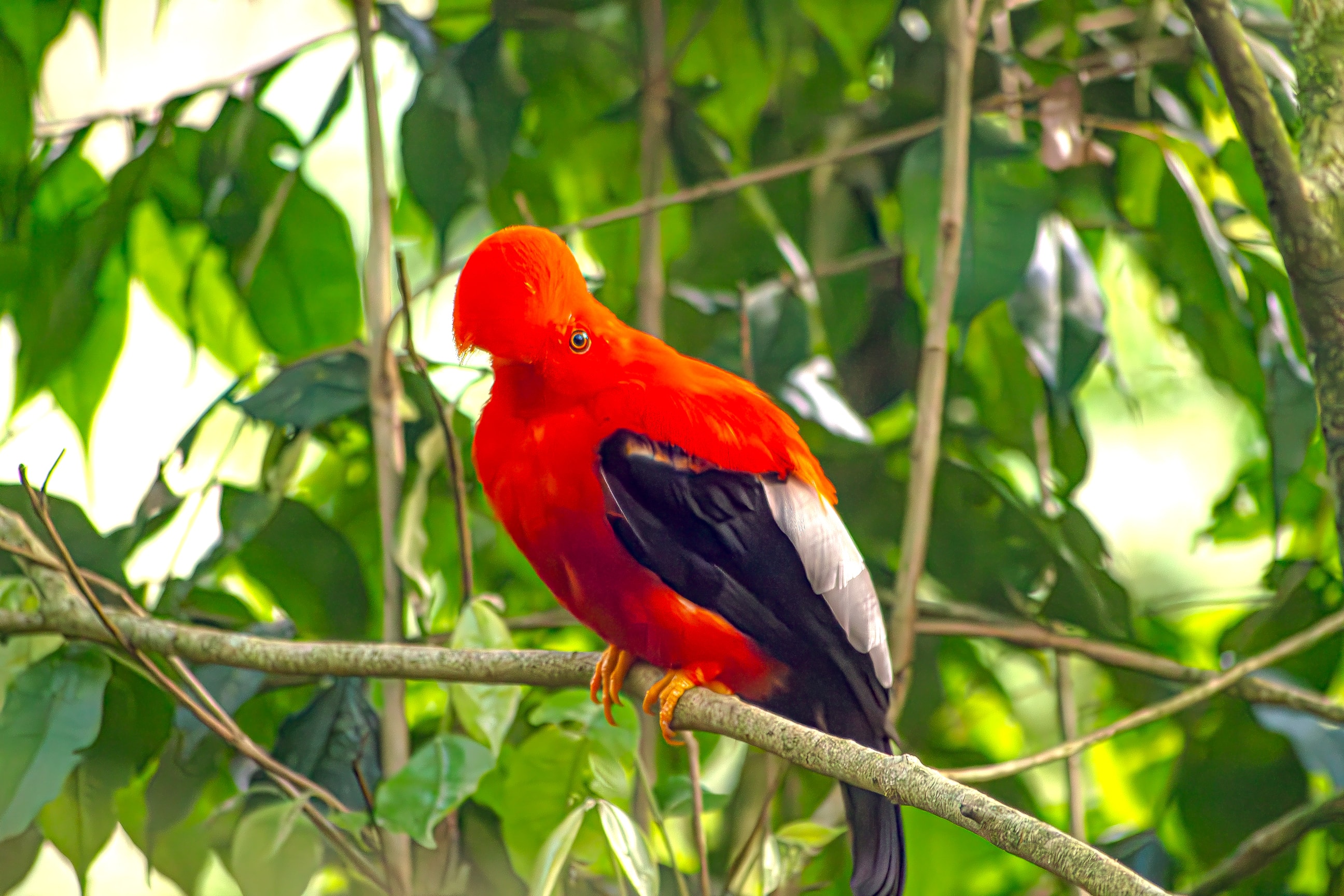 Andean Cock-of-the-rock in Colombia
