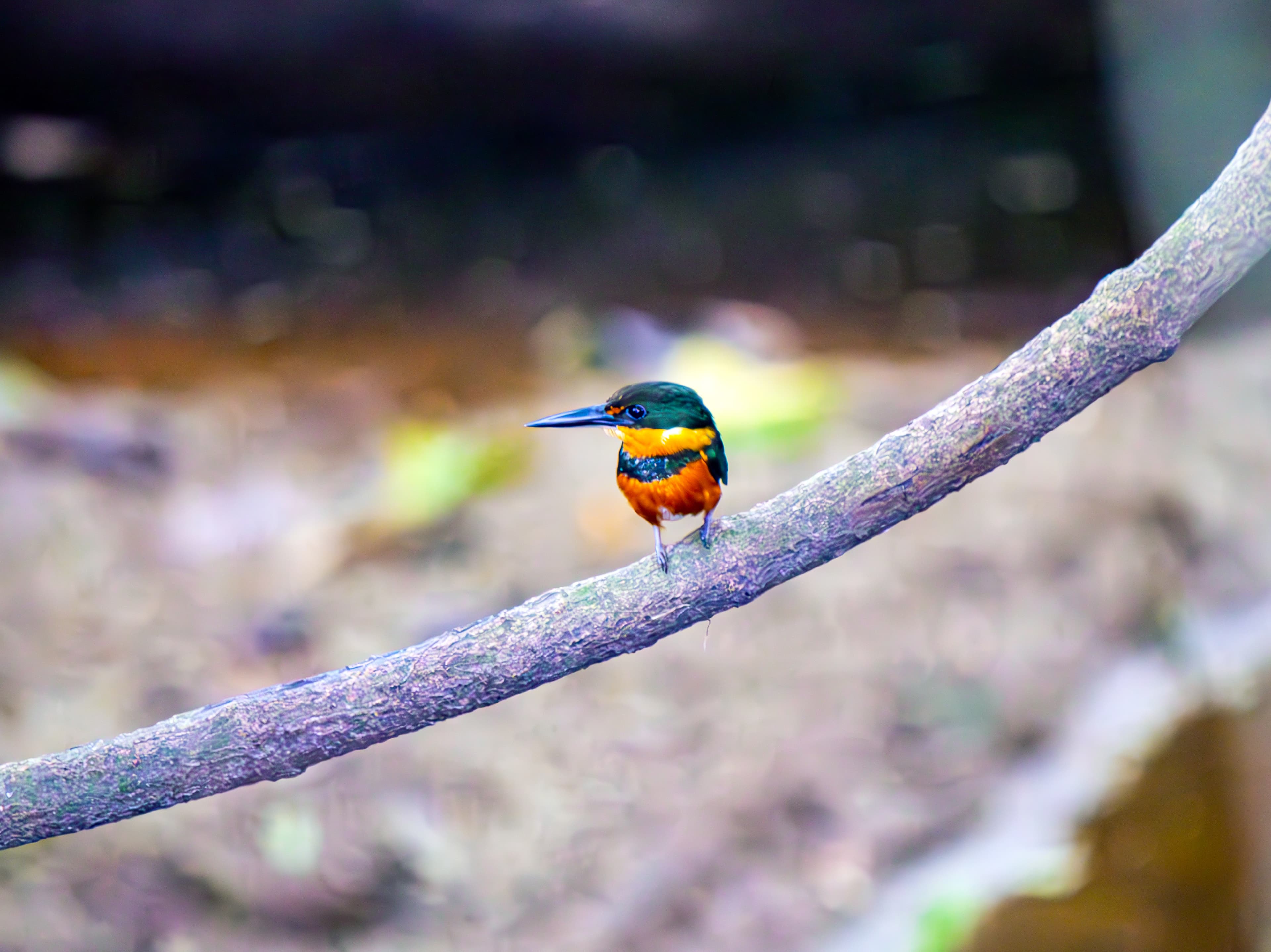 Pygmy Kingfisher