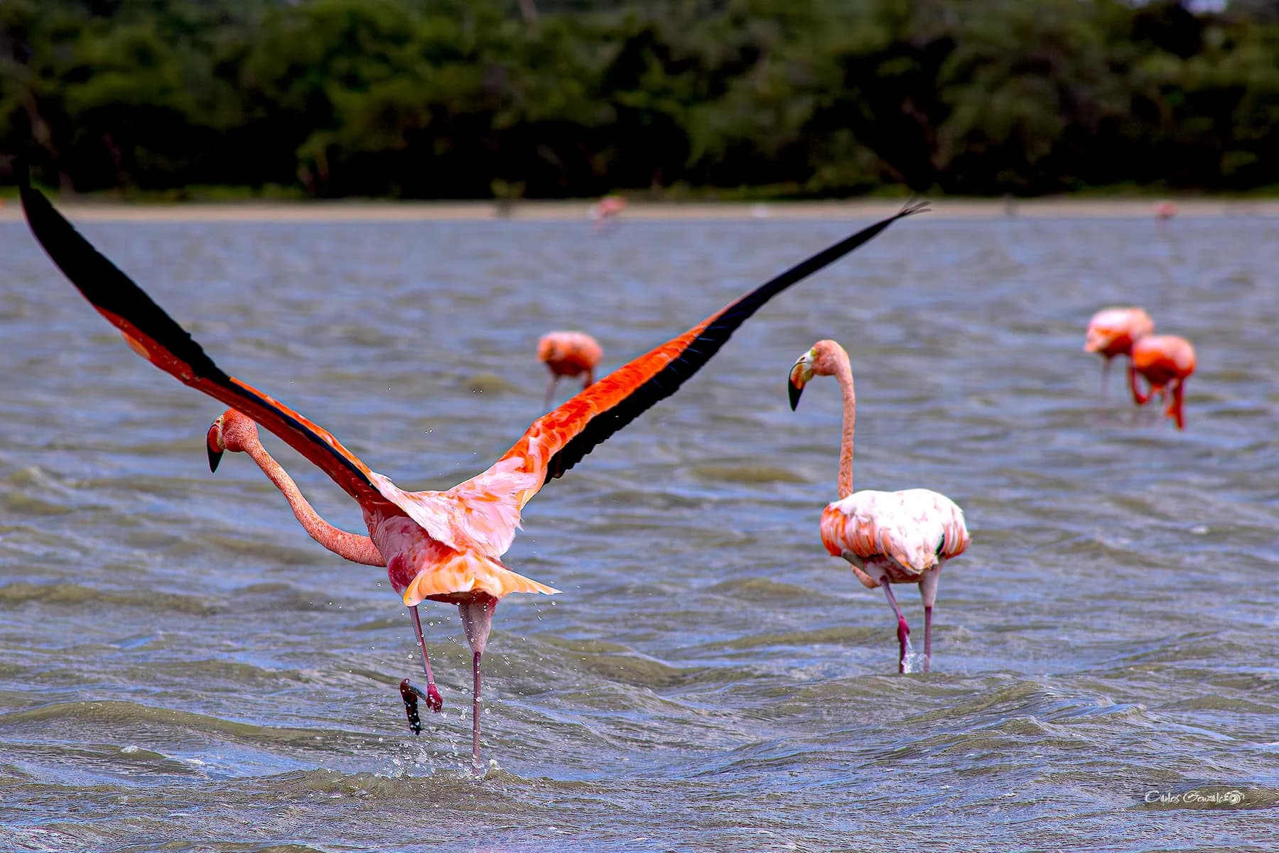 American Flamingo