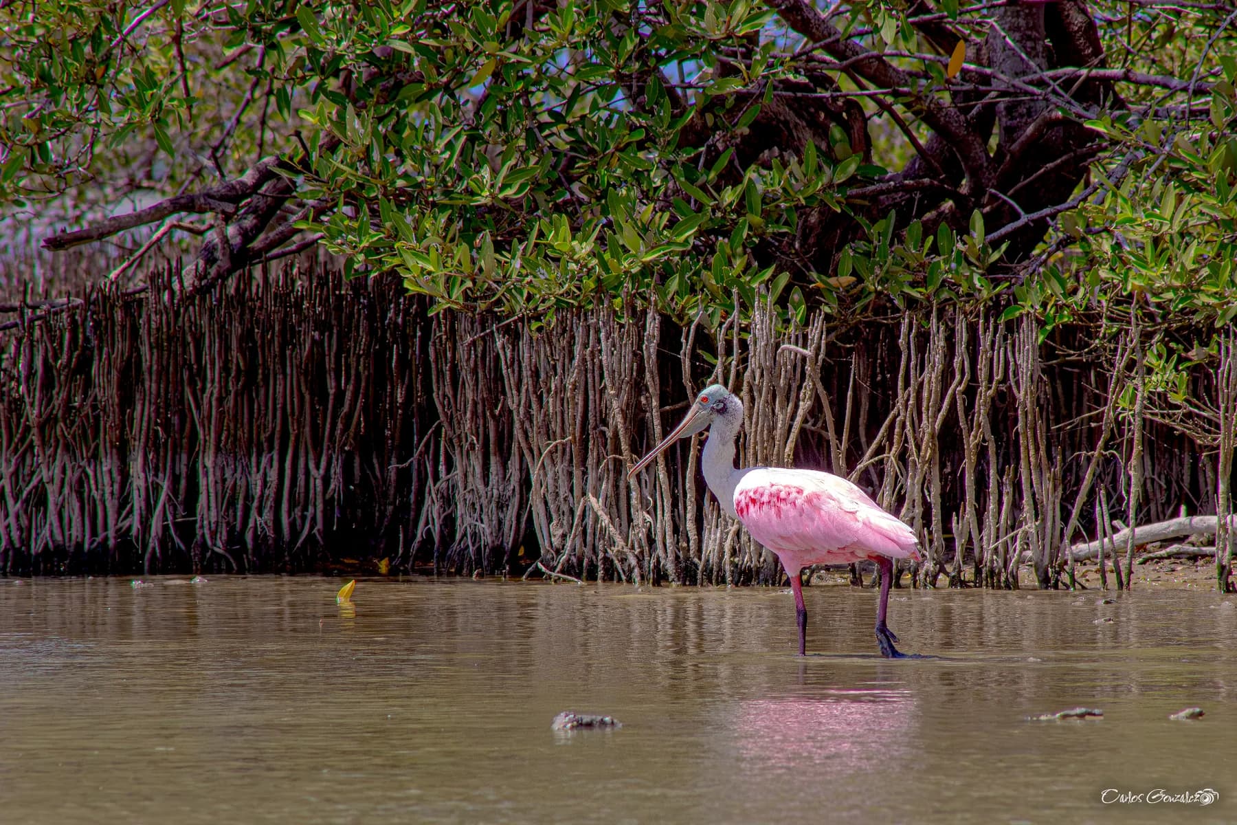 Llanos representative bird