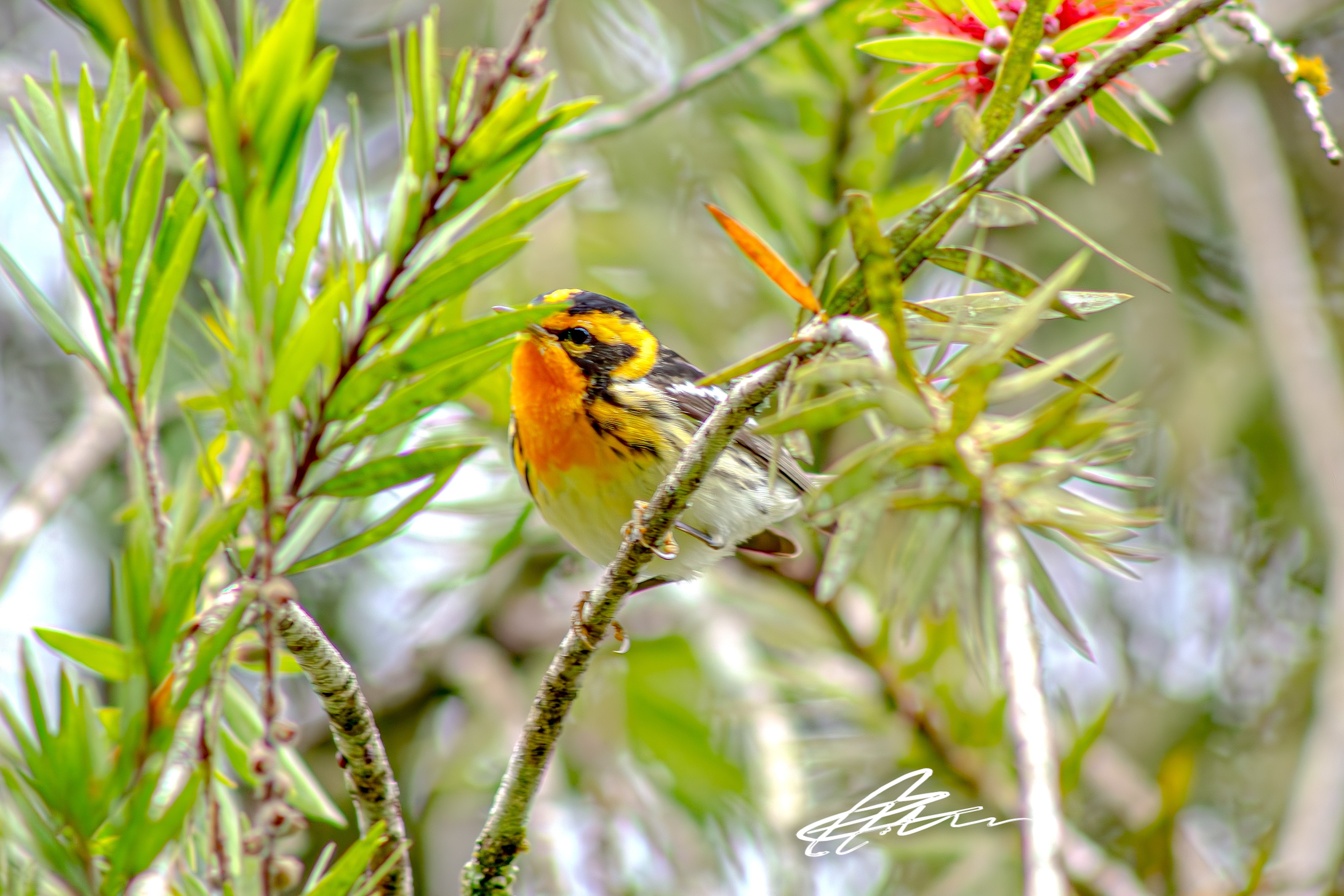 Blackburnian Warbler — Colombia birding blog