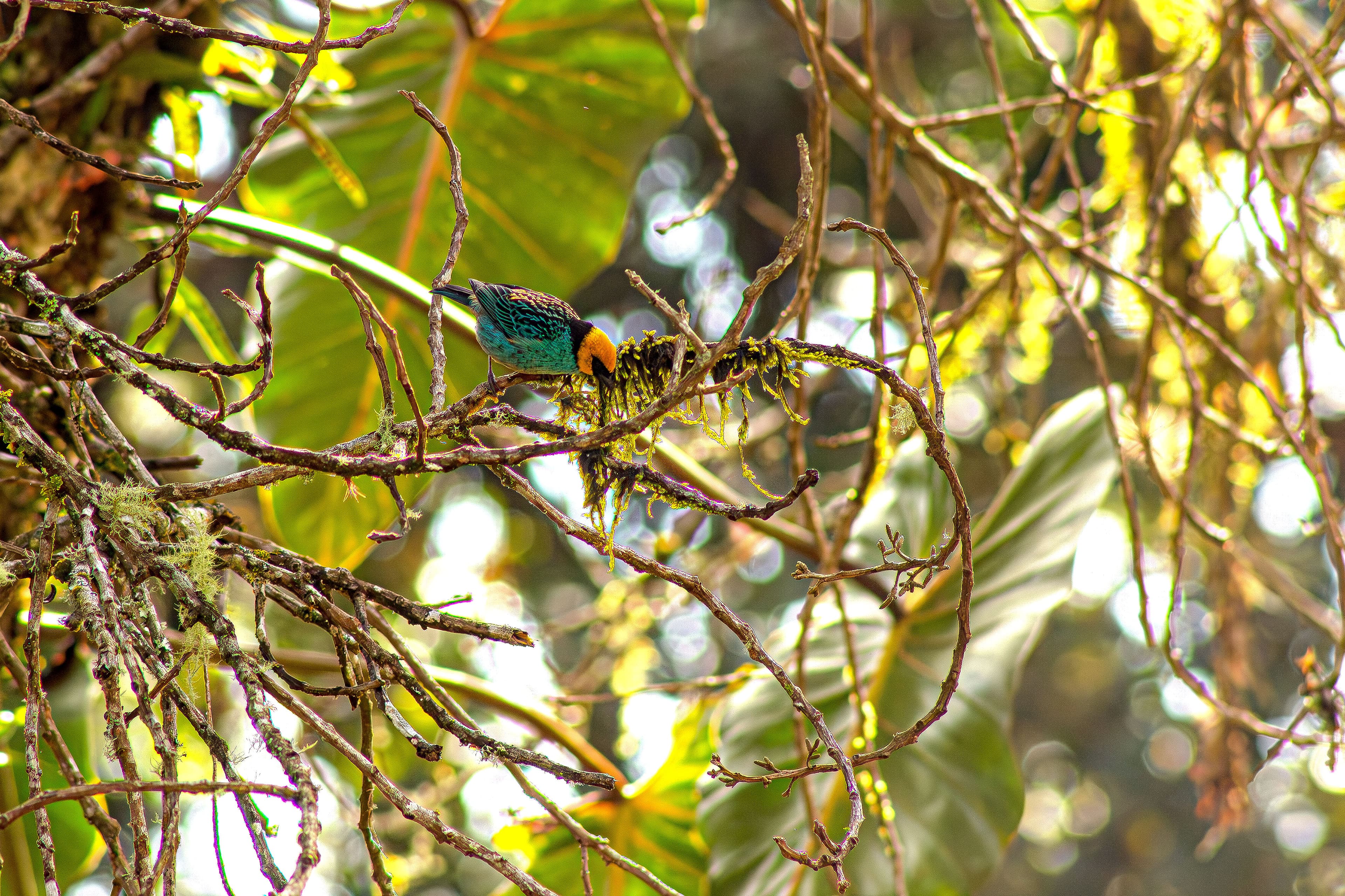 Saffron-crowned Tanager