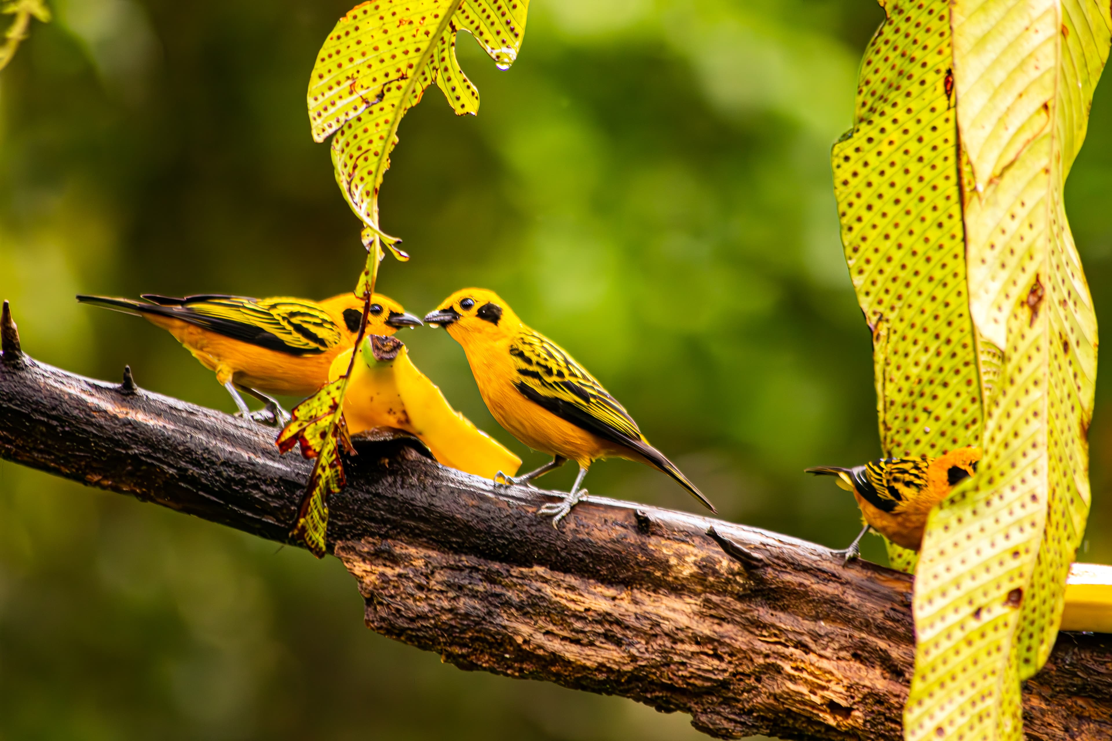 Amazon representative bird