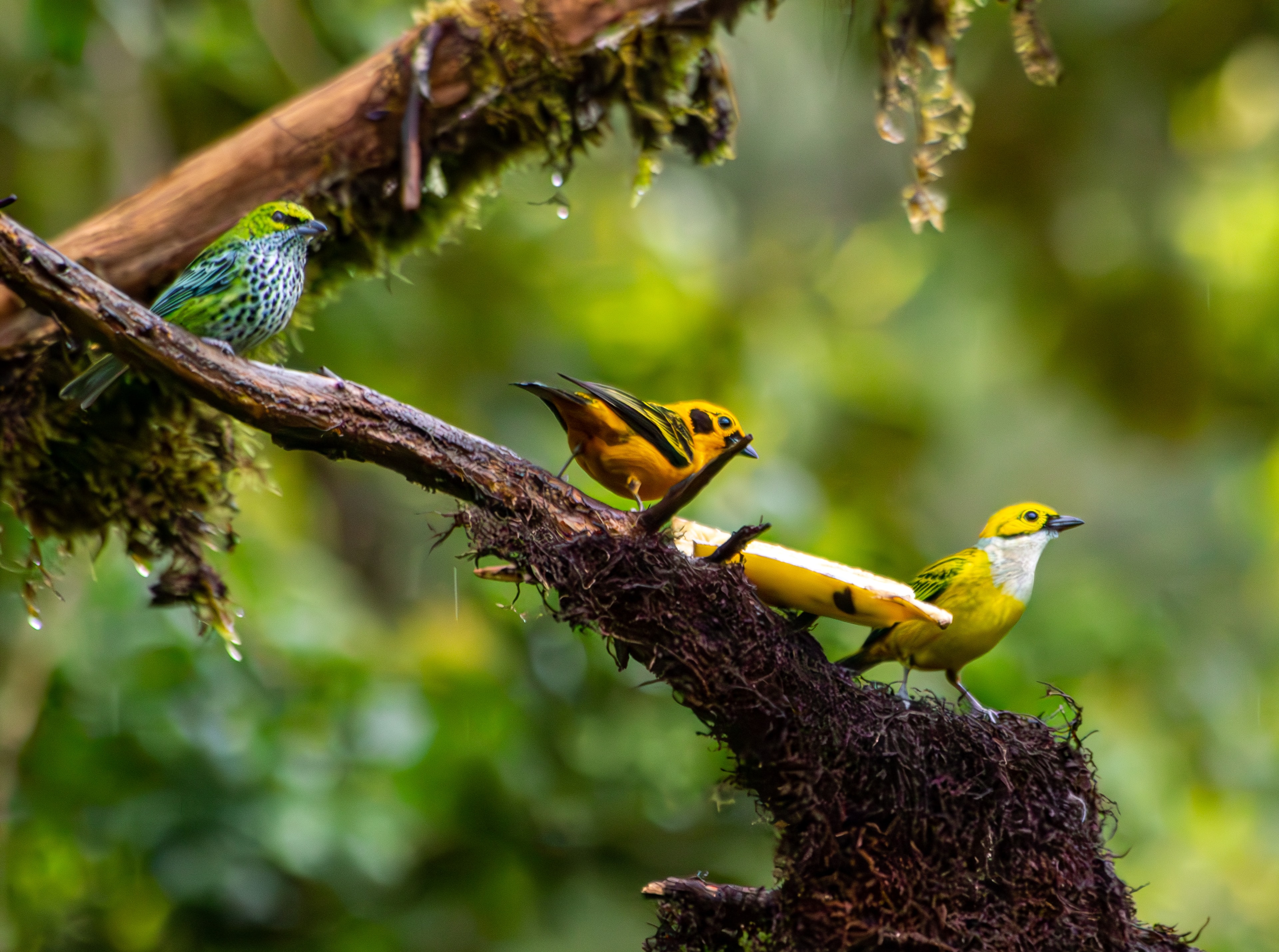 Colorful tanager flock in Colombia