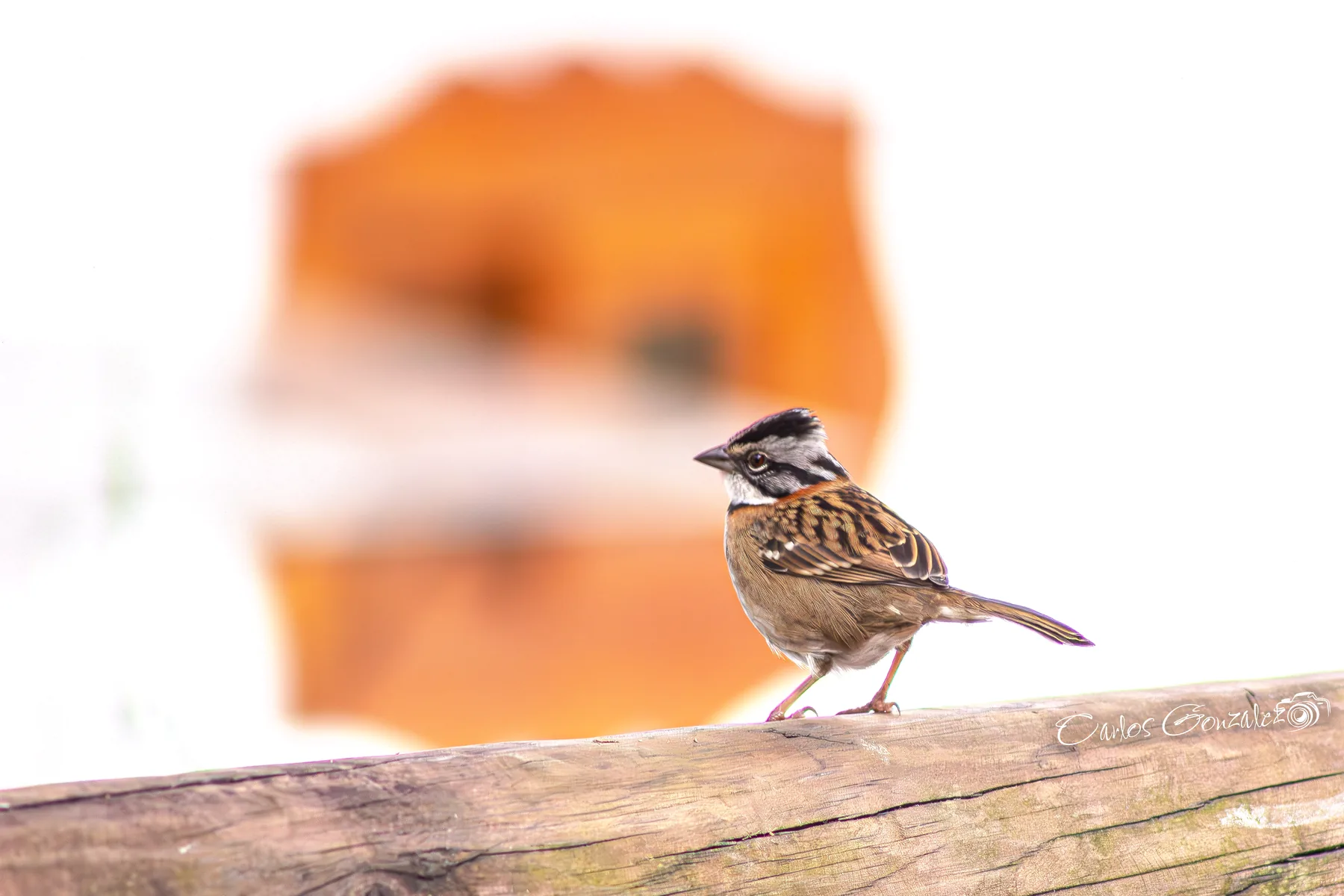 Rufous-collared Sparrow — contact Rainbow Birding Colombia