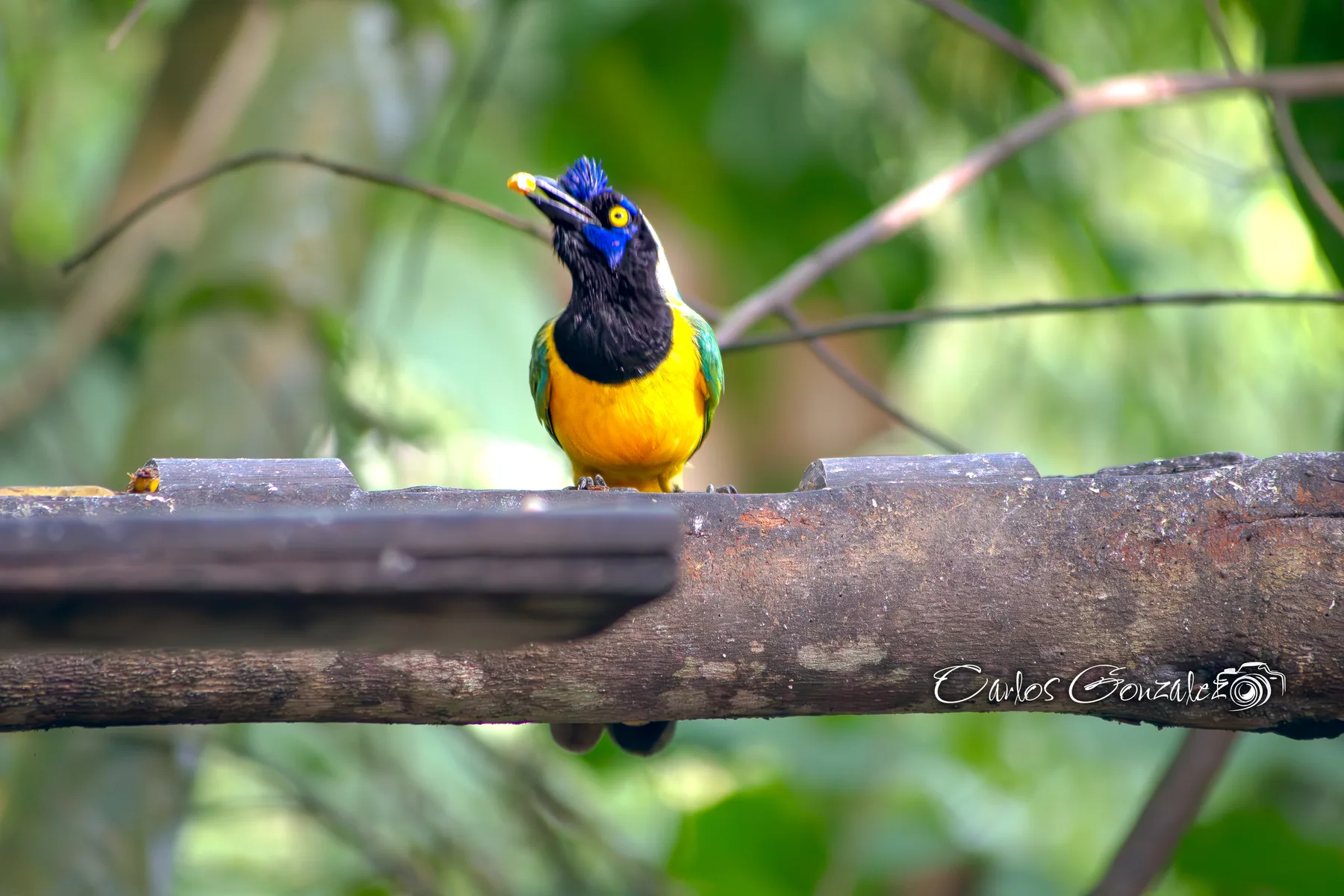 Carunculated Caracara — Colombia conservation