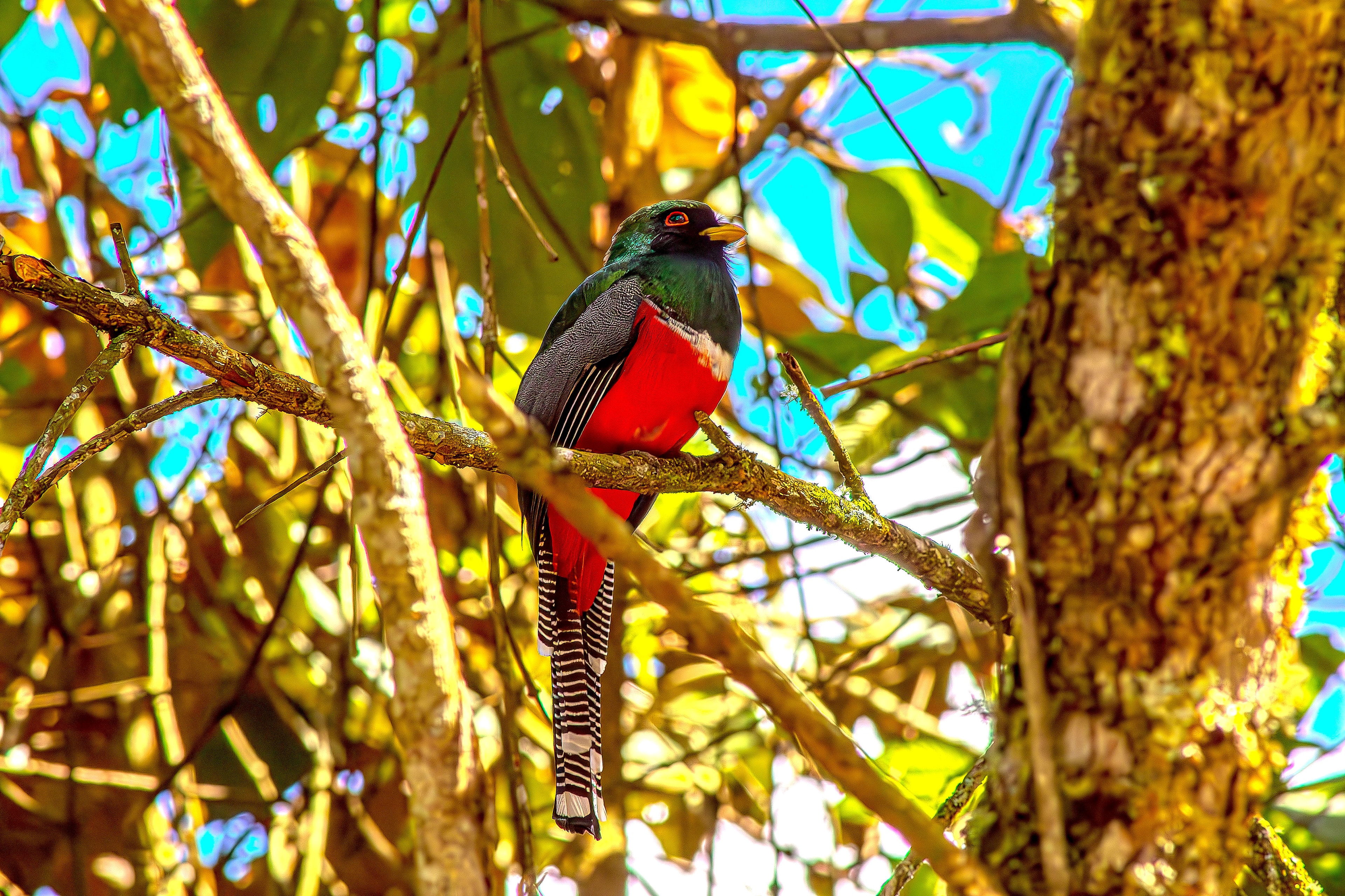 Collared Trogon in Colombia
