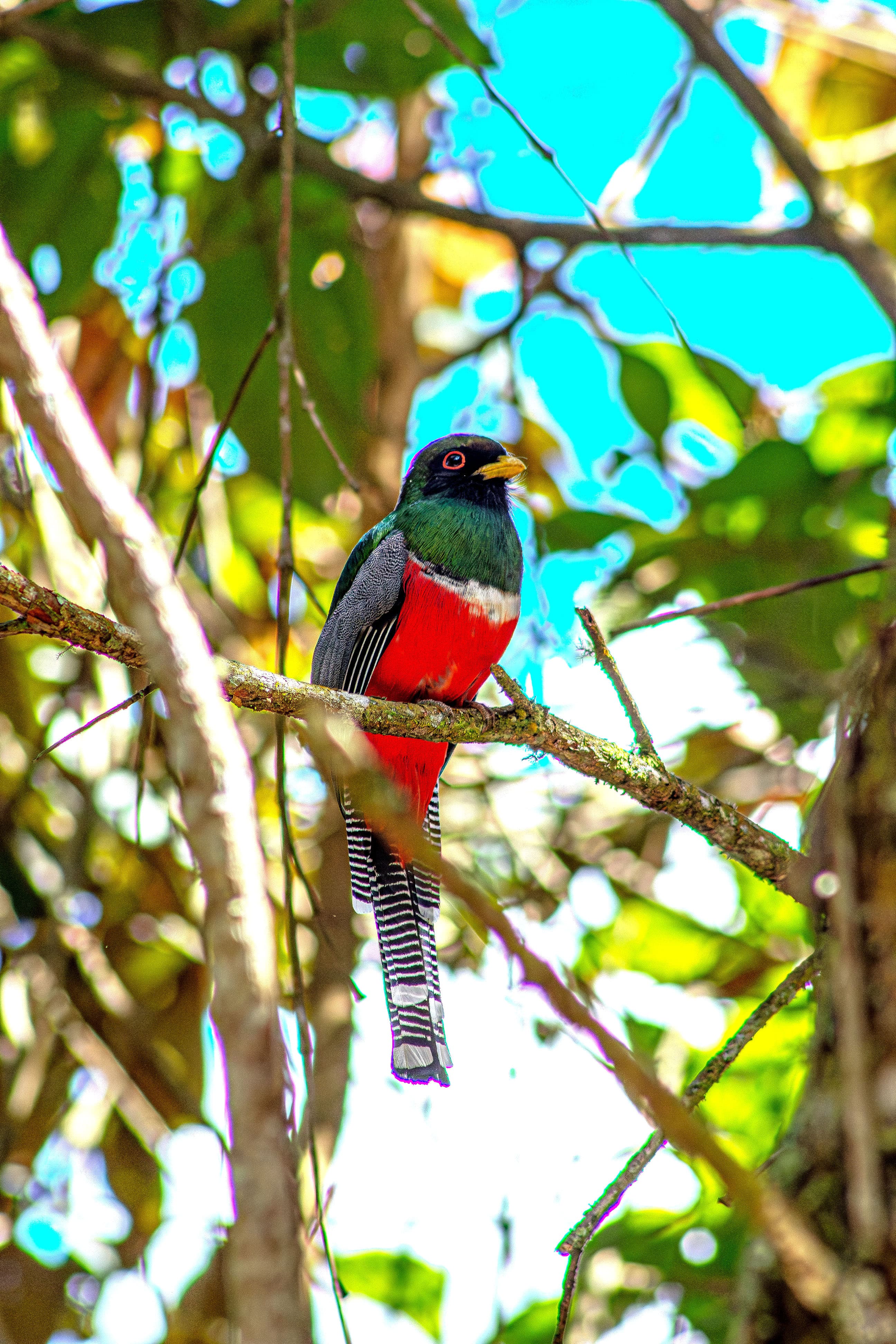 Magdalena Valley representative bird