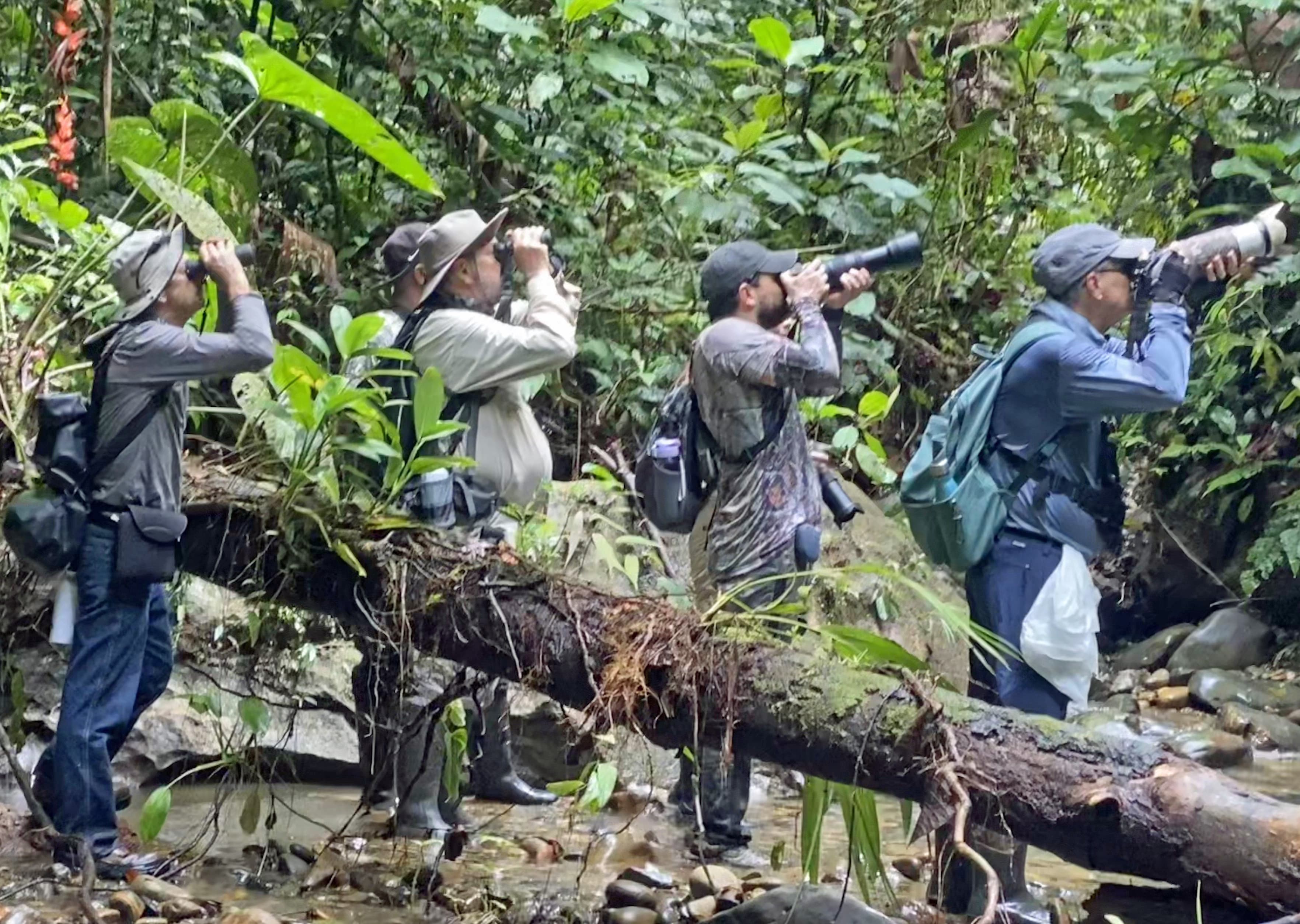 Pacific rainforest birding