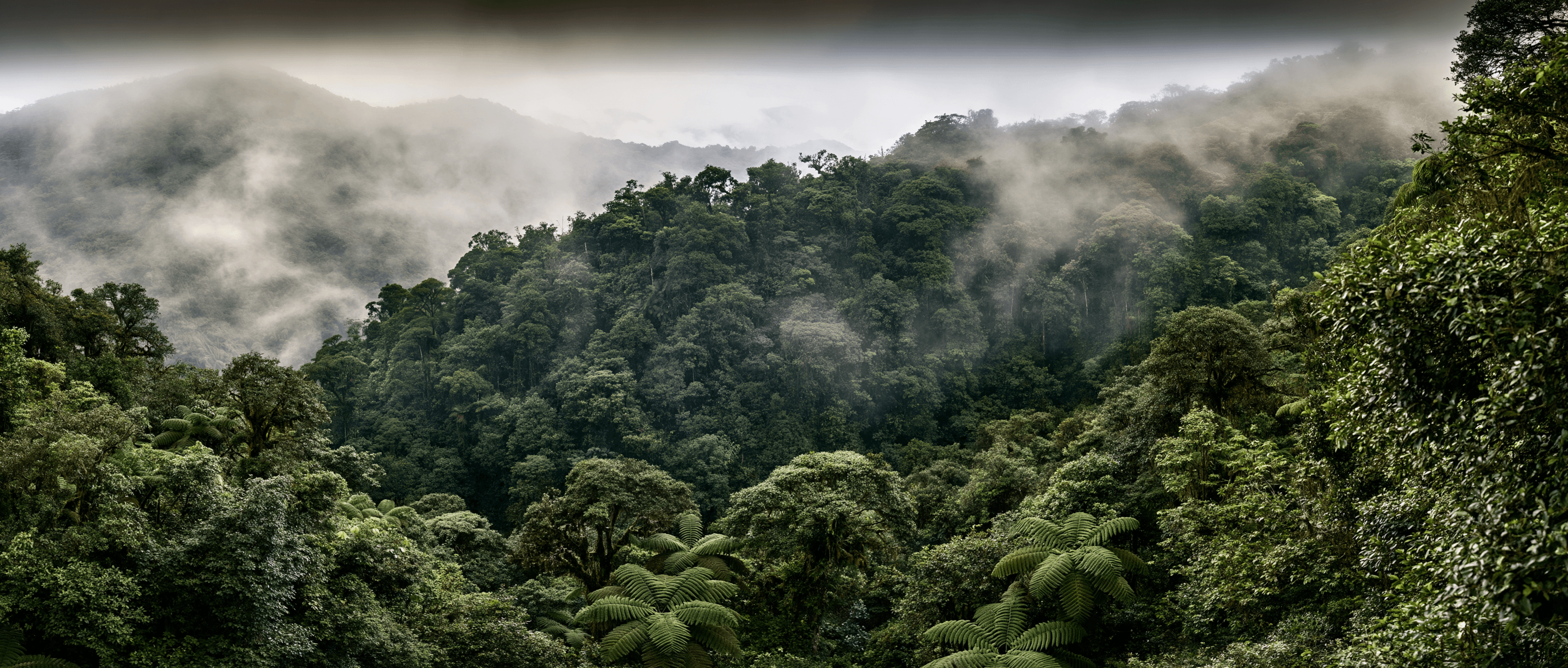 Cloud Forest