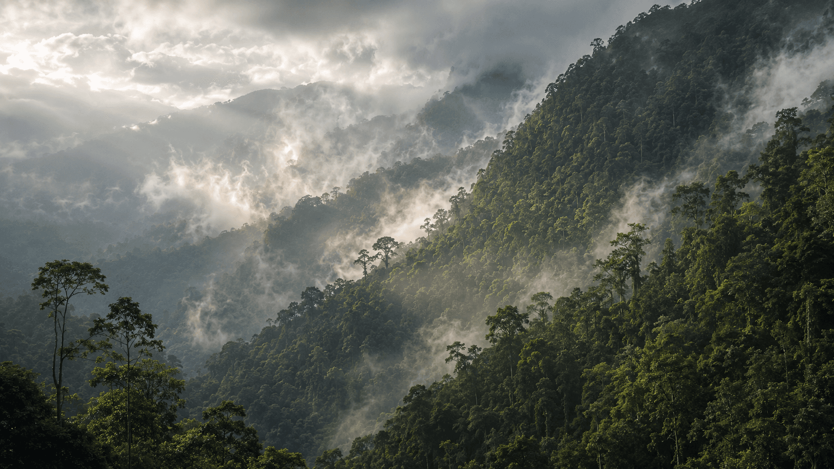 Cloud Forest habitat in Colombia