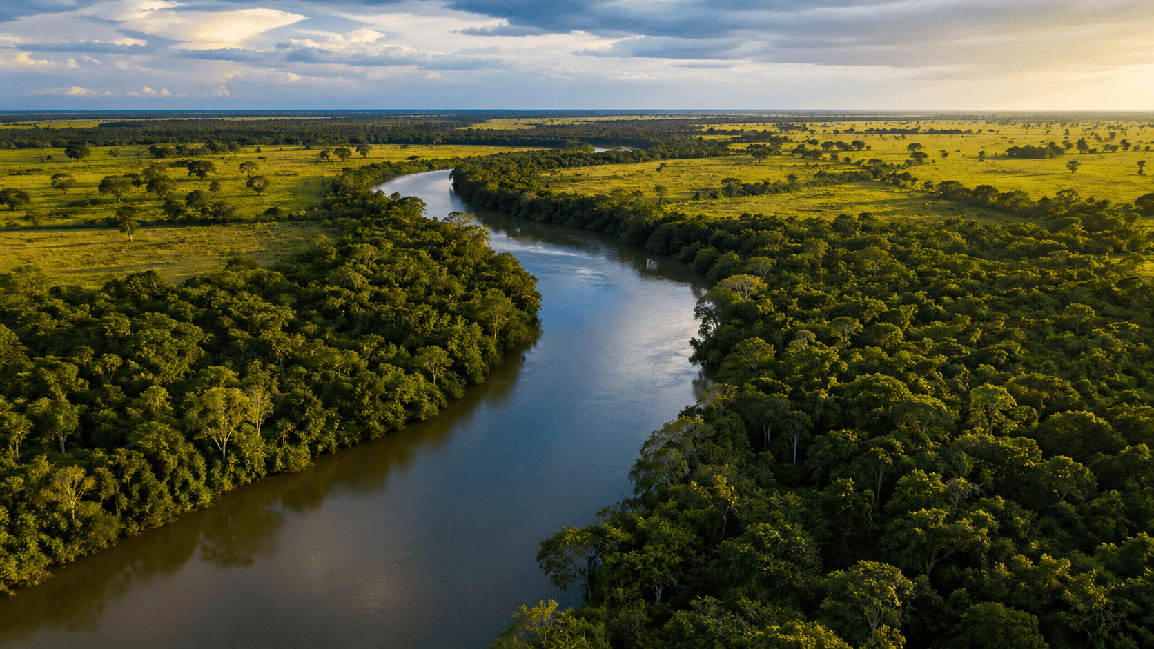Gallery Forest