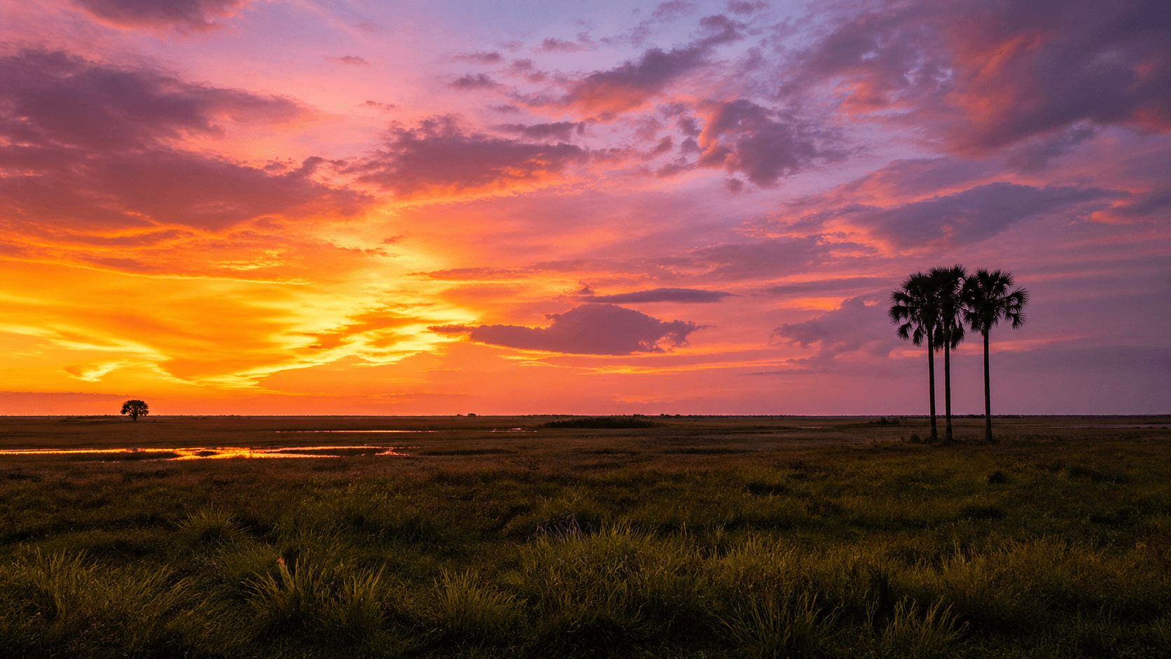 Moriche Palm Swamps