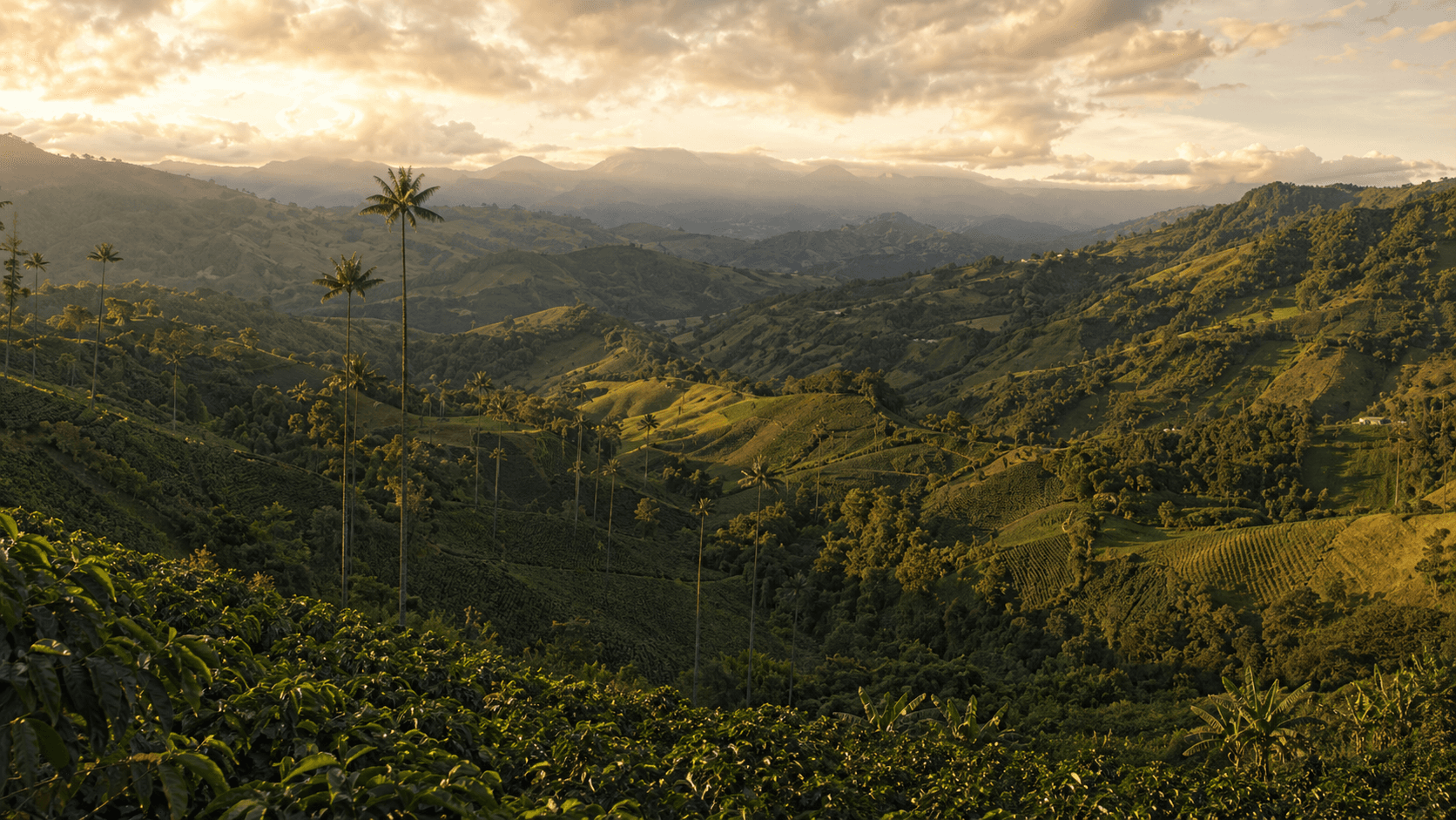 Forest habitat in Colombia