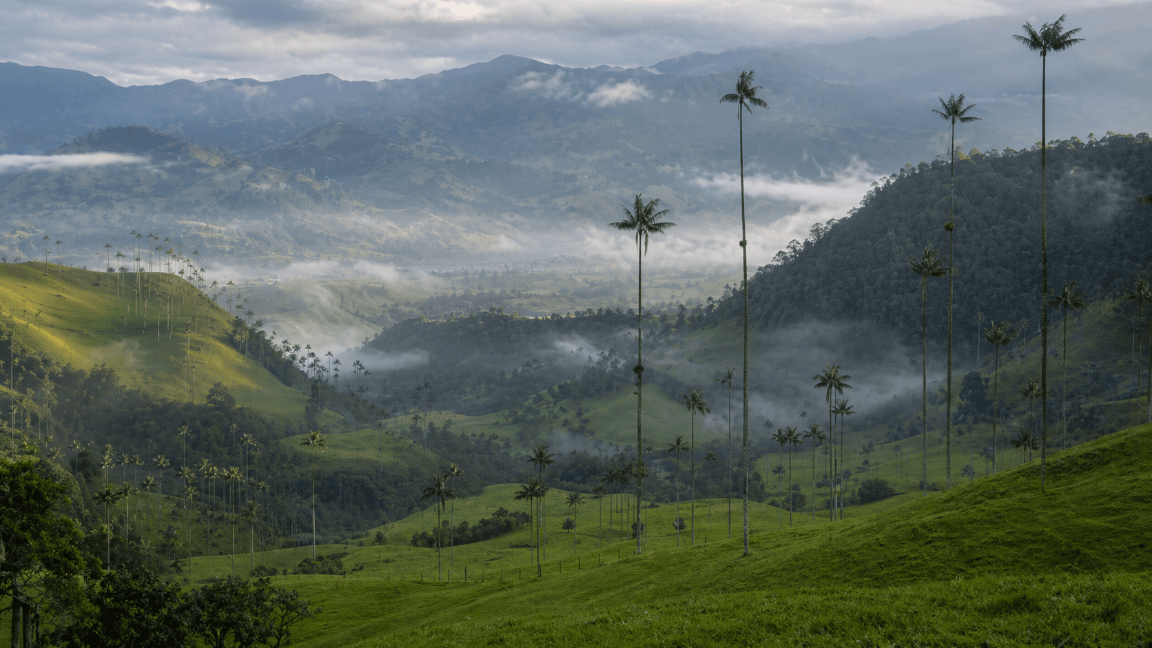 Sub-Andean Forest