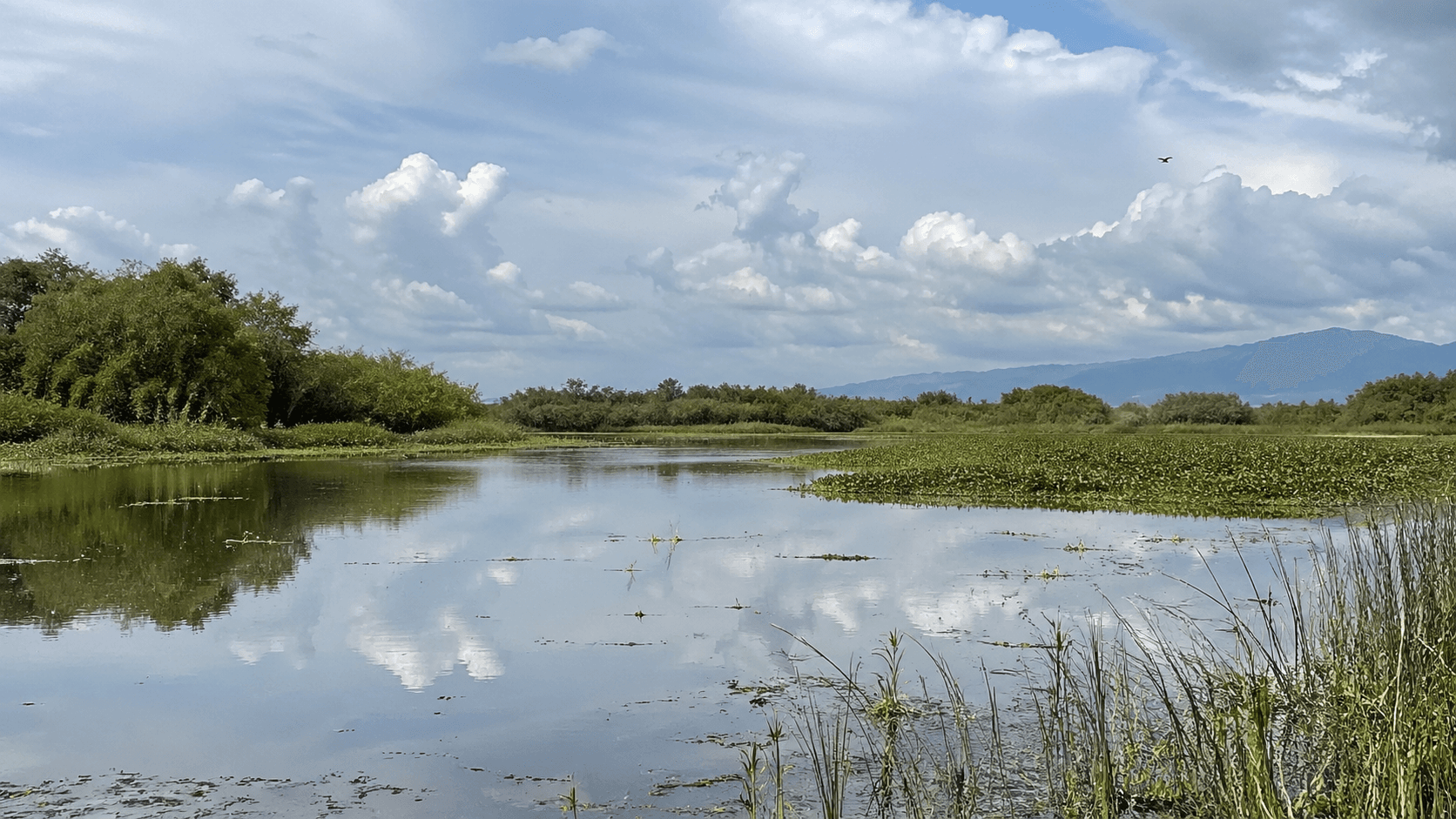 Wetlands & Ciénagas